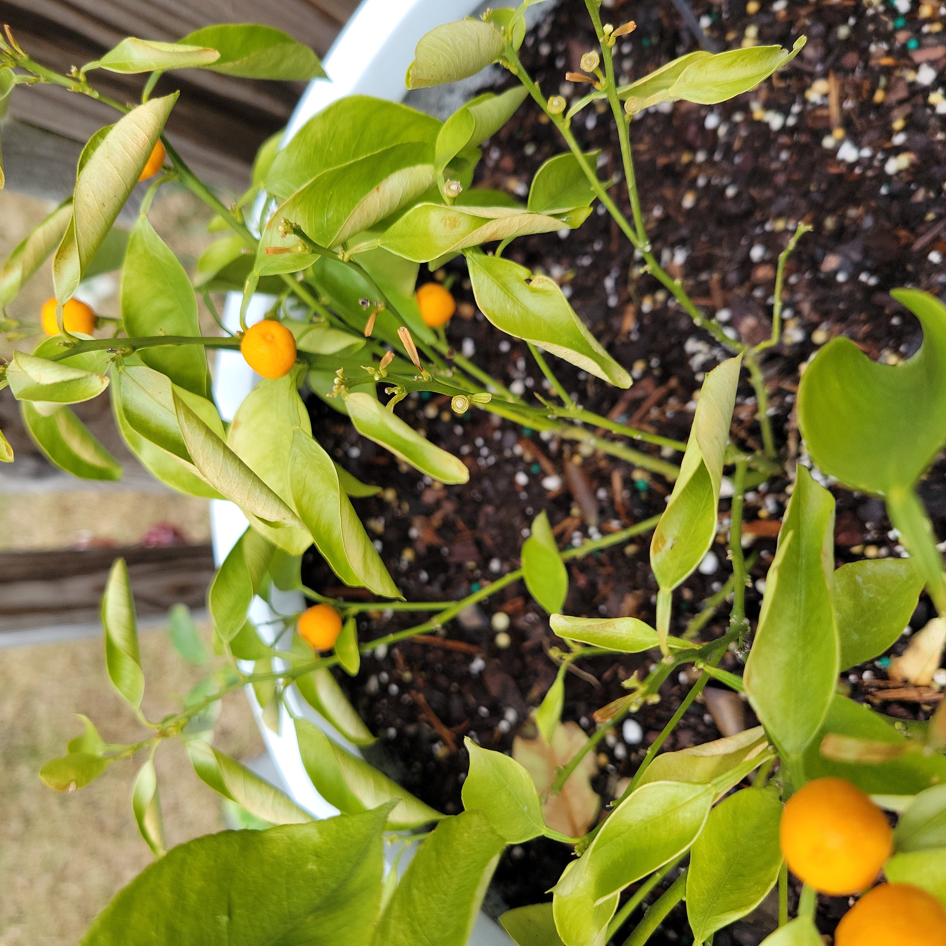 Calamondin plant with yellowing leaves and small orange fruits in a pot.