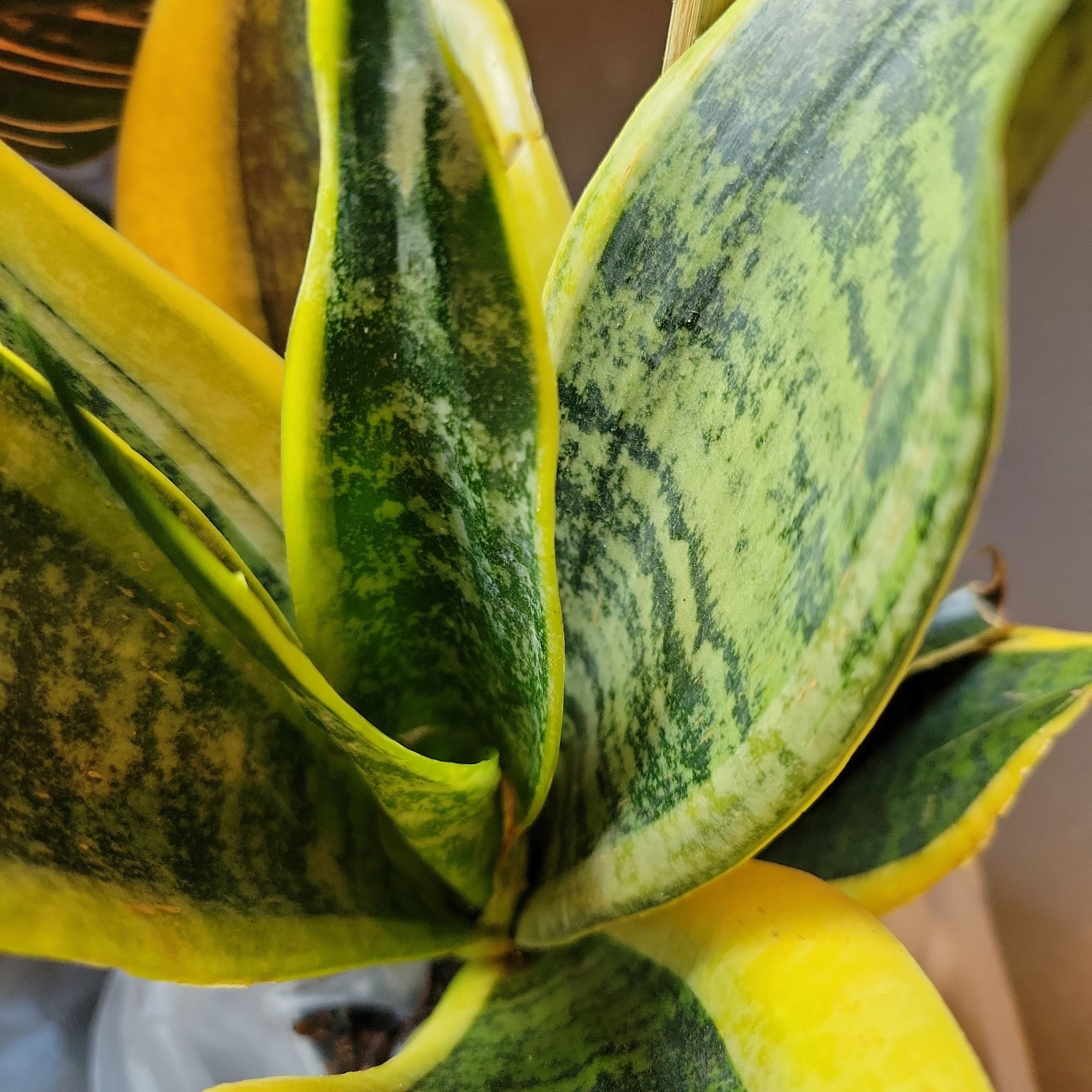Variegated Starfish Snakeplant with green and yellow variegated leaves.