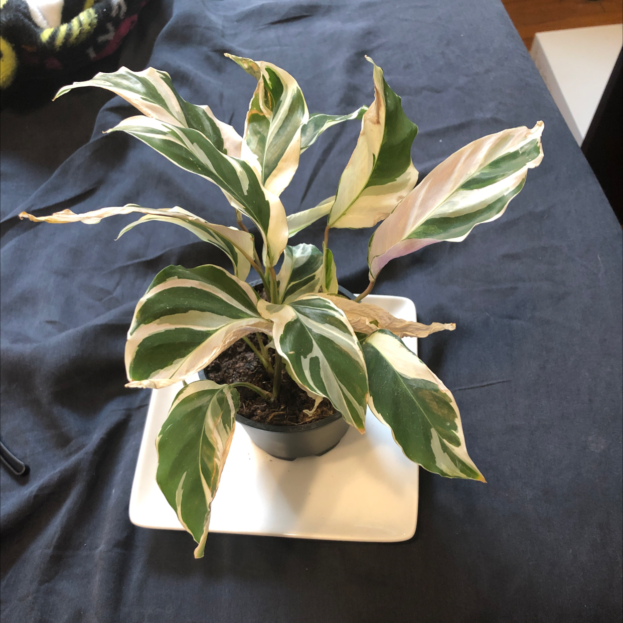 Calathea 'White Fusion' plant with variegated leaves, some browning at edges.