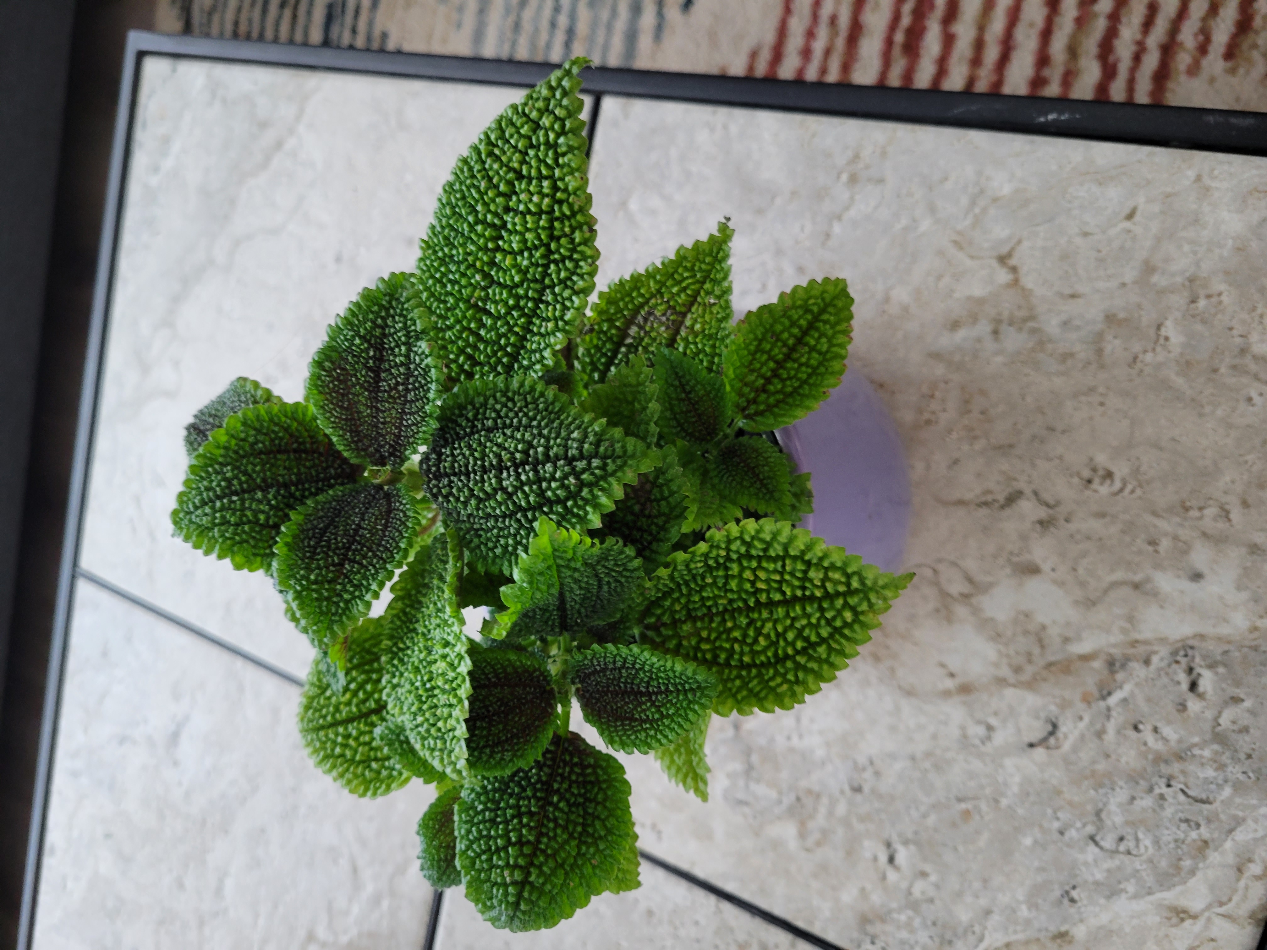 Pilea 'Moon Valley' plant with vibrant green, textured leaves.