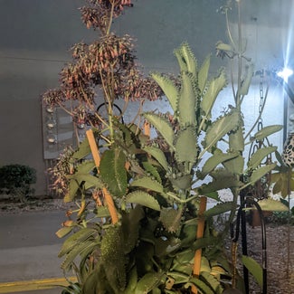 Mother of Thousands plant in Phoenix, Arizona