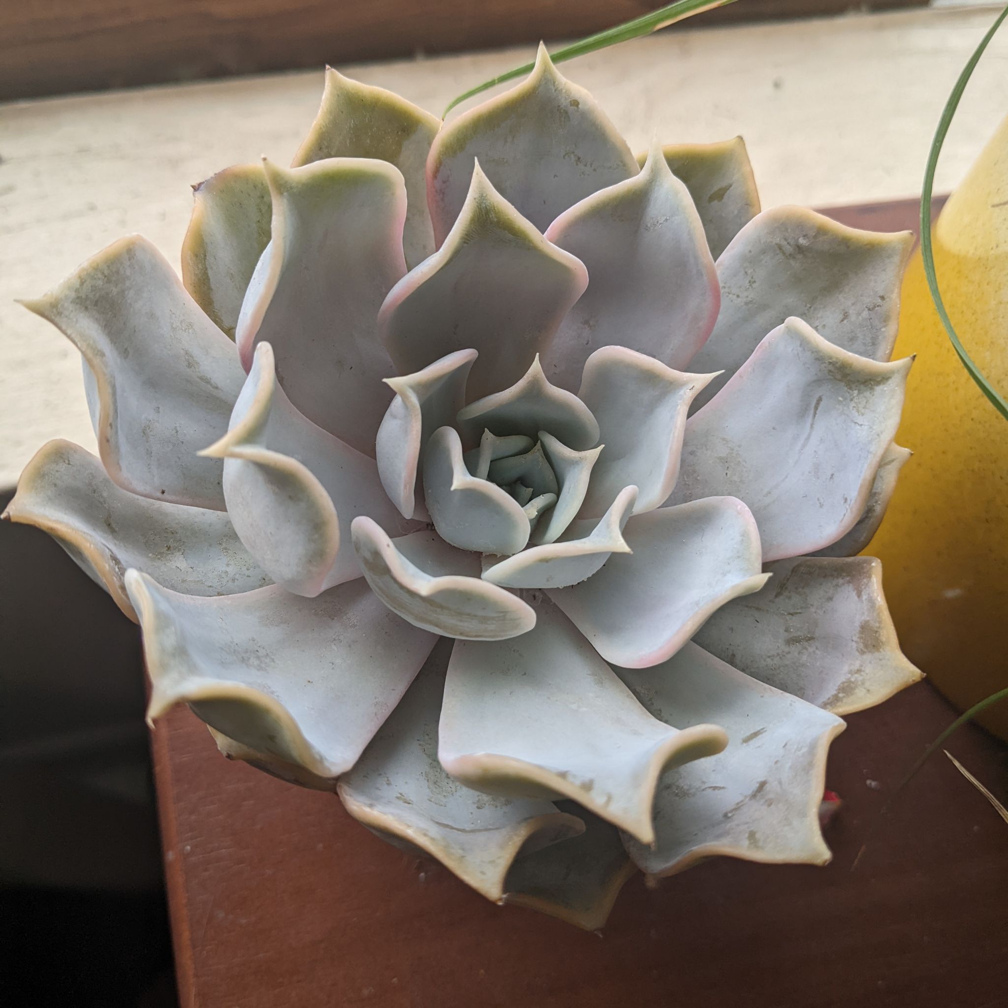 Ghost Echeveria succulent with pale, fleshy leaves in a rosette pattern.
