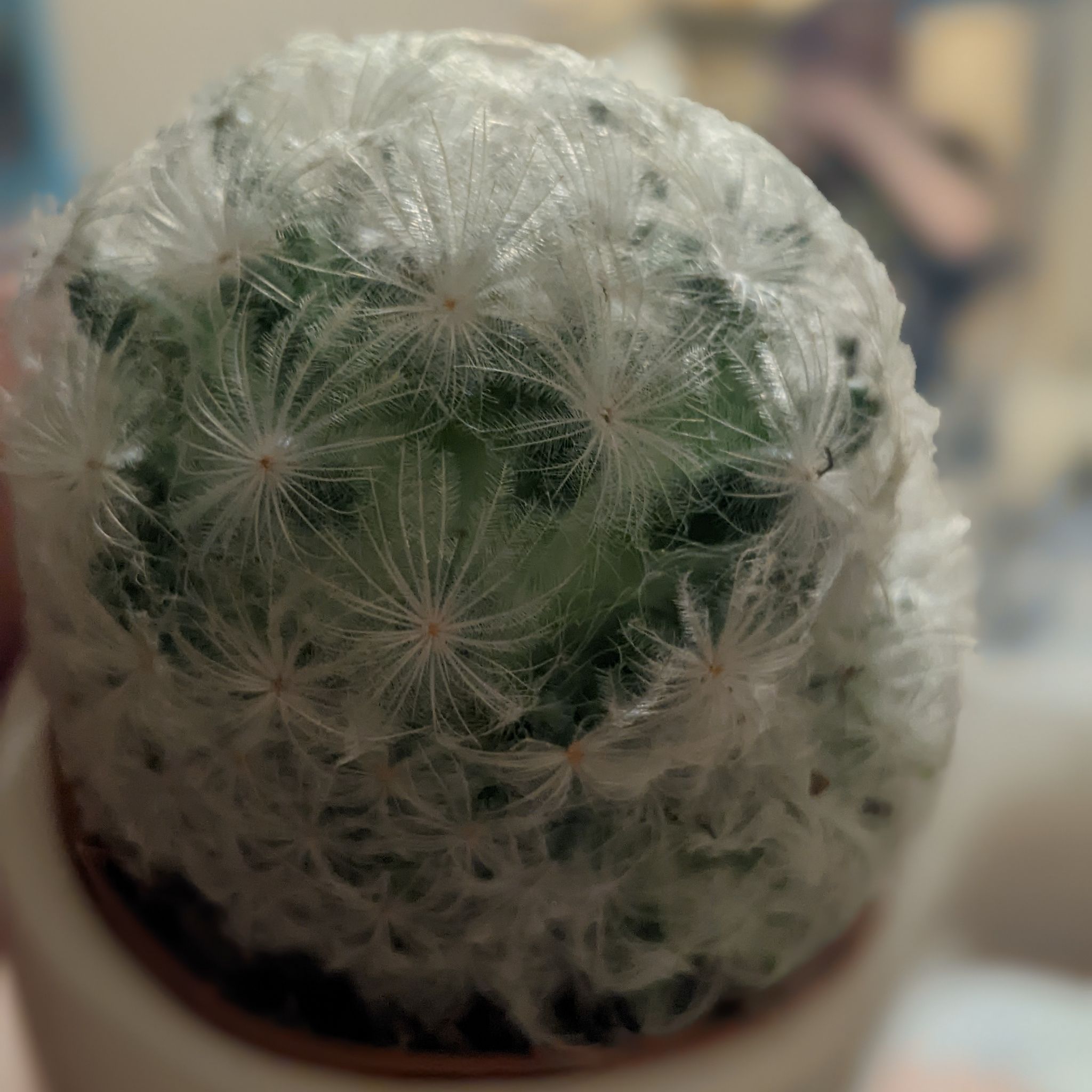 Close-up of a Mammilloydia cactus with white, hair-like spines. Background is blurred.