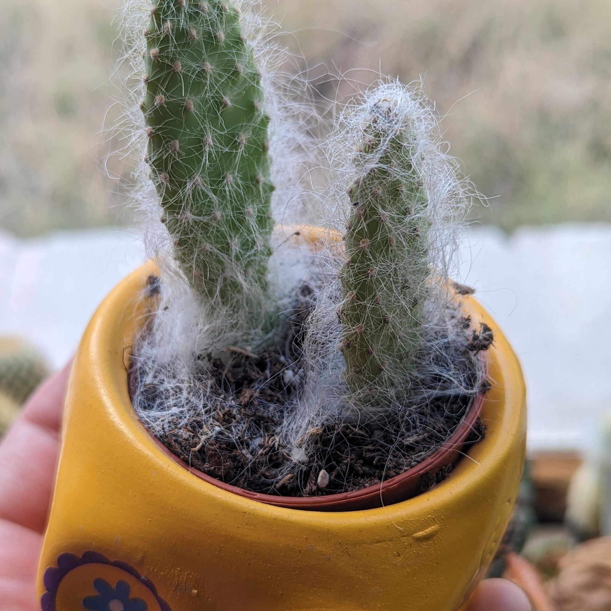 Snow Prickly Pear cactus in a yellow pot with white hair-like structures.