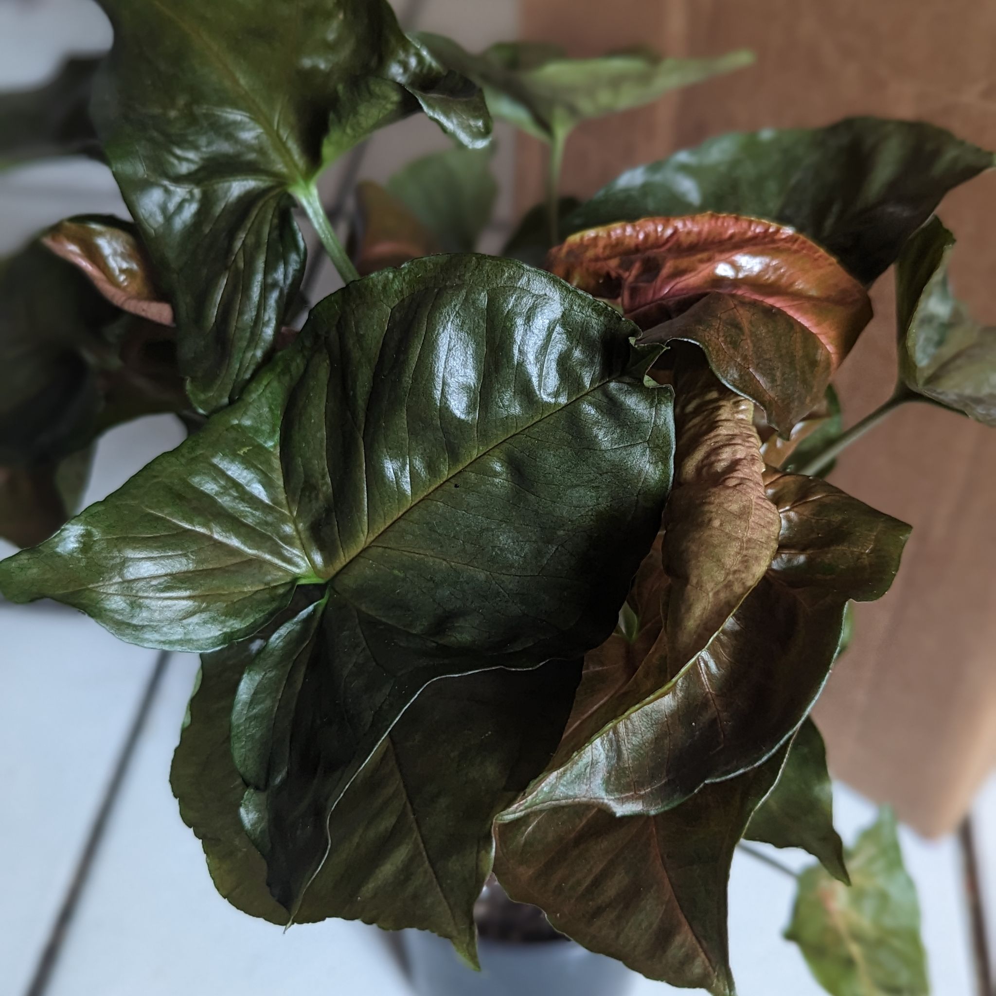 Syngonium 'Maria Allusion' plant with browning and curling leaves, indicating poor health.