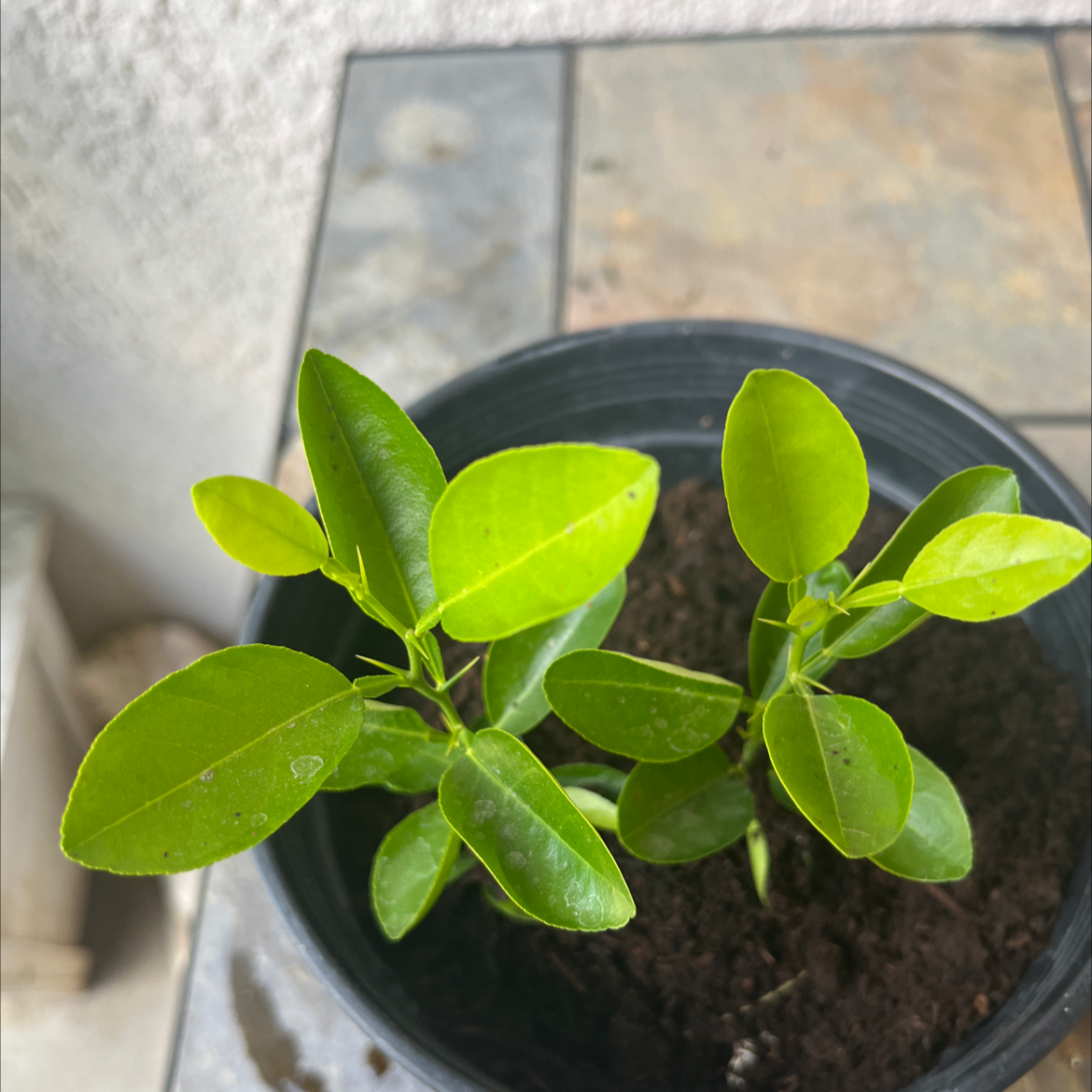 Makrut Lime plant in a black pot with healthy green leaves and visible soil.