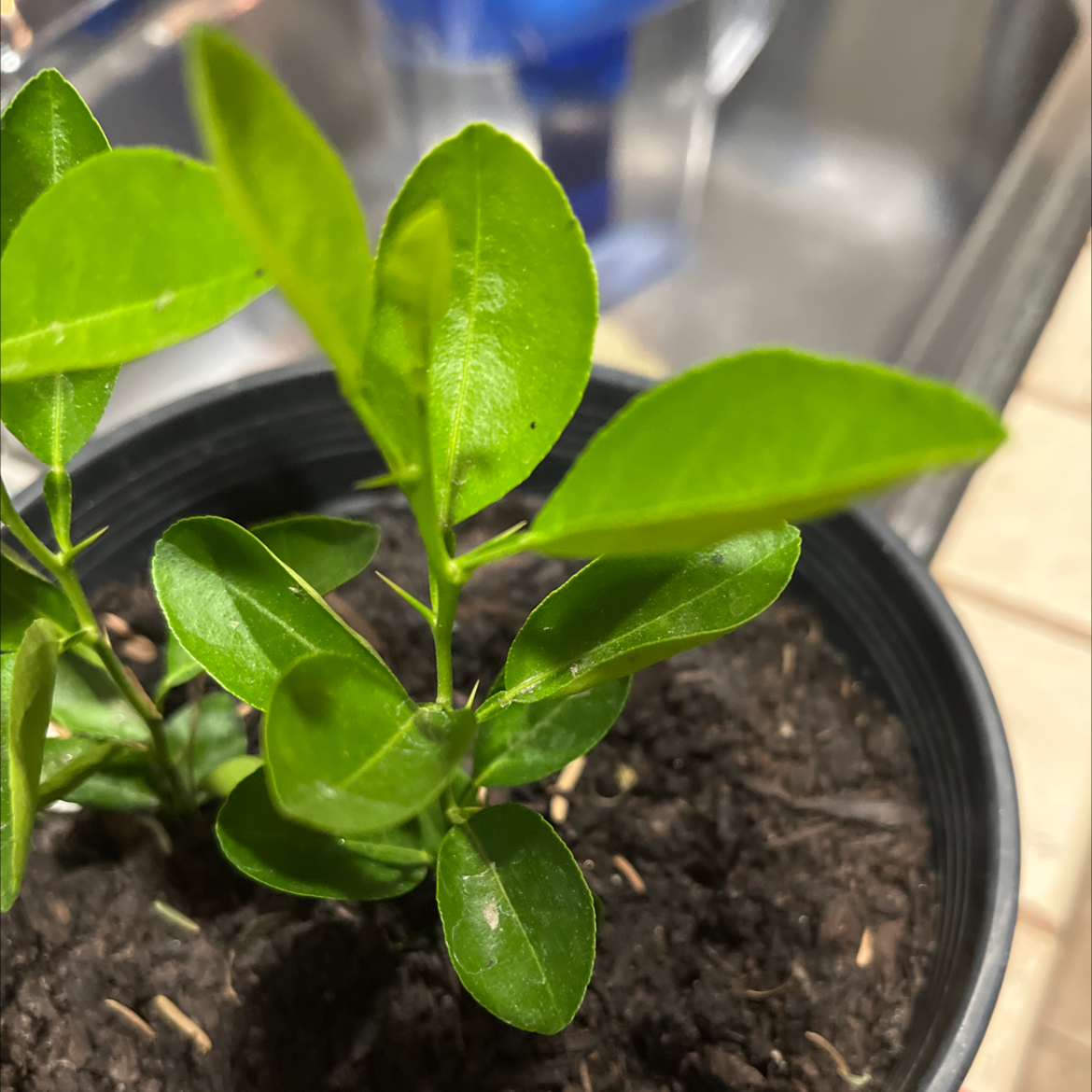 Young Cherry Laurel plant in a pot with visible soil and healthy green leaves.