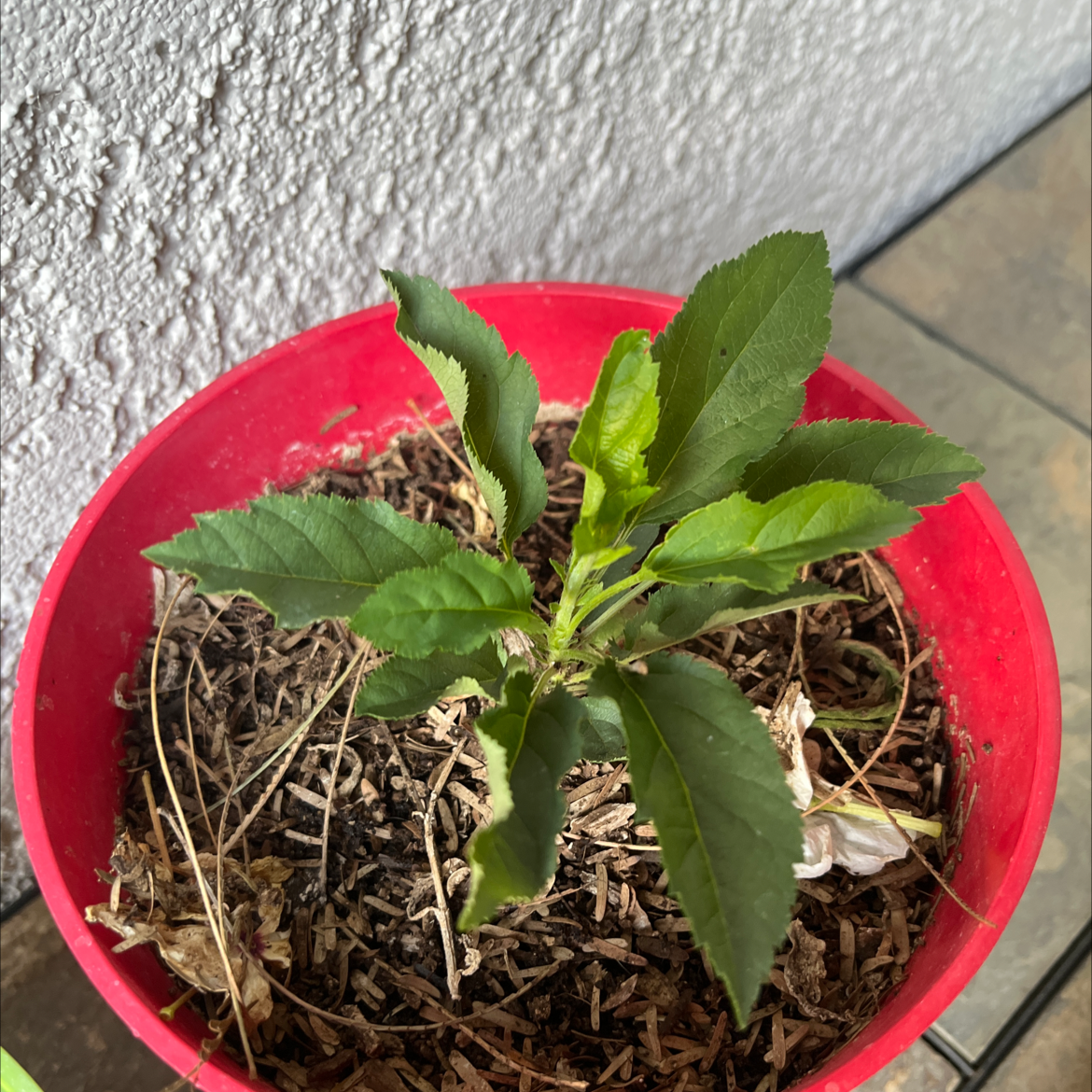 Young apple plant in a red pot with green leaves and visible soil.