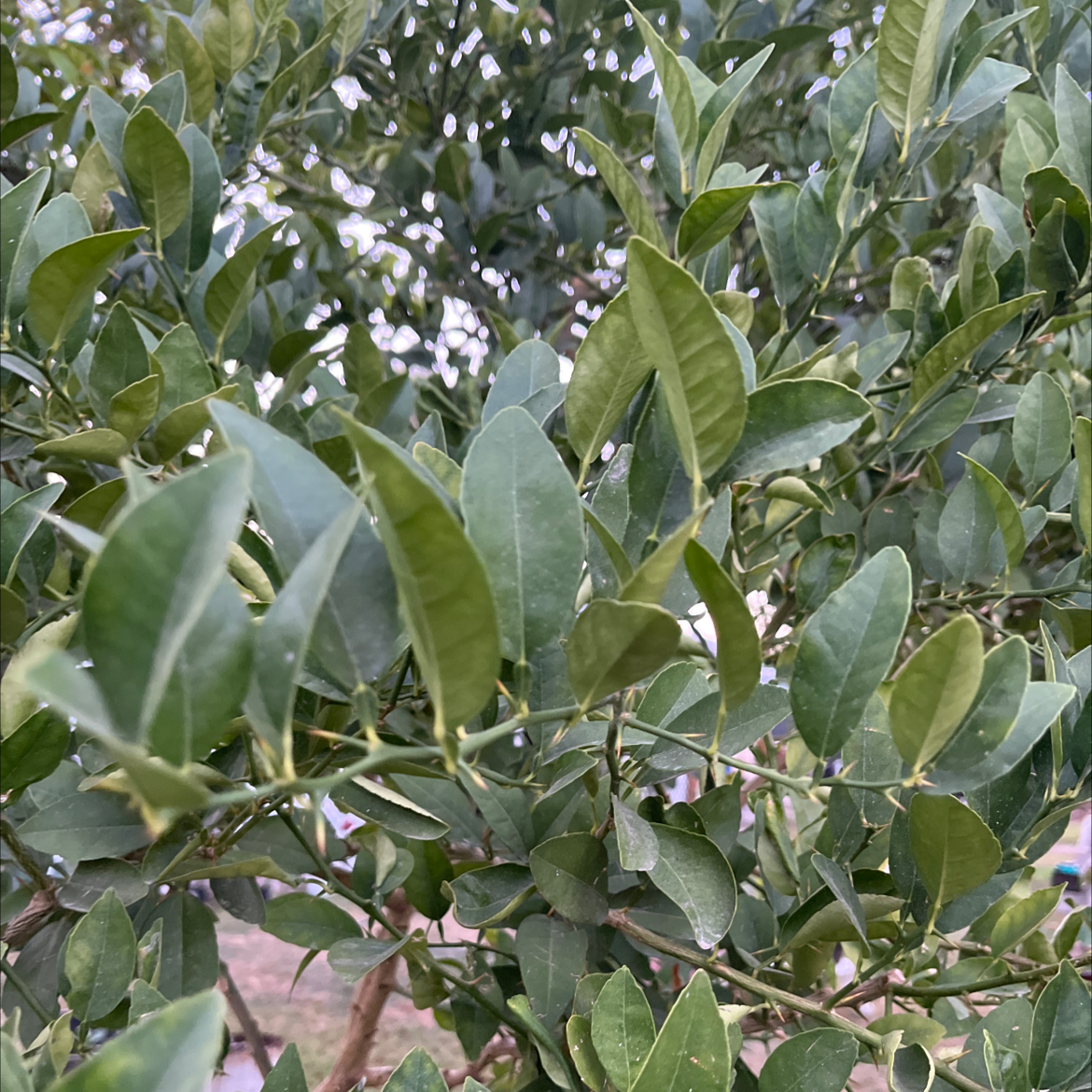 Image of a Mock Orange plant with healthy green leaves.