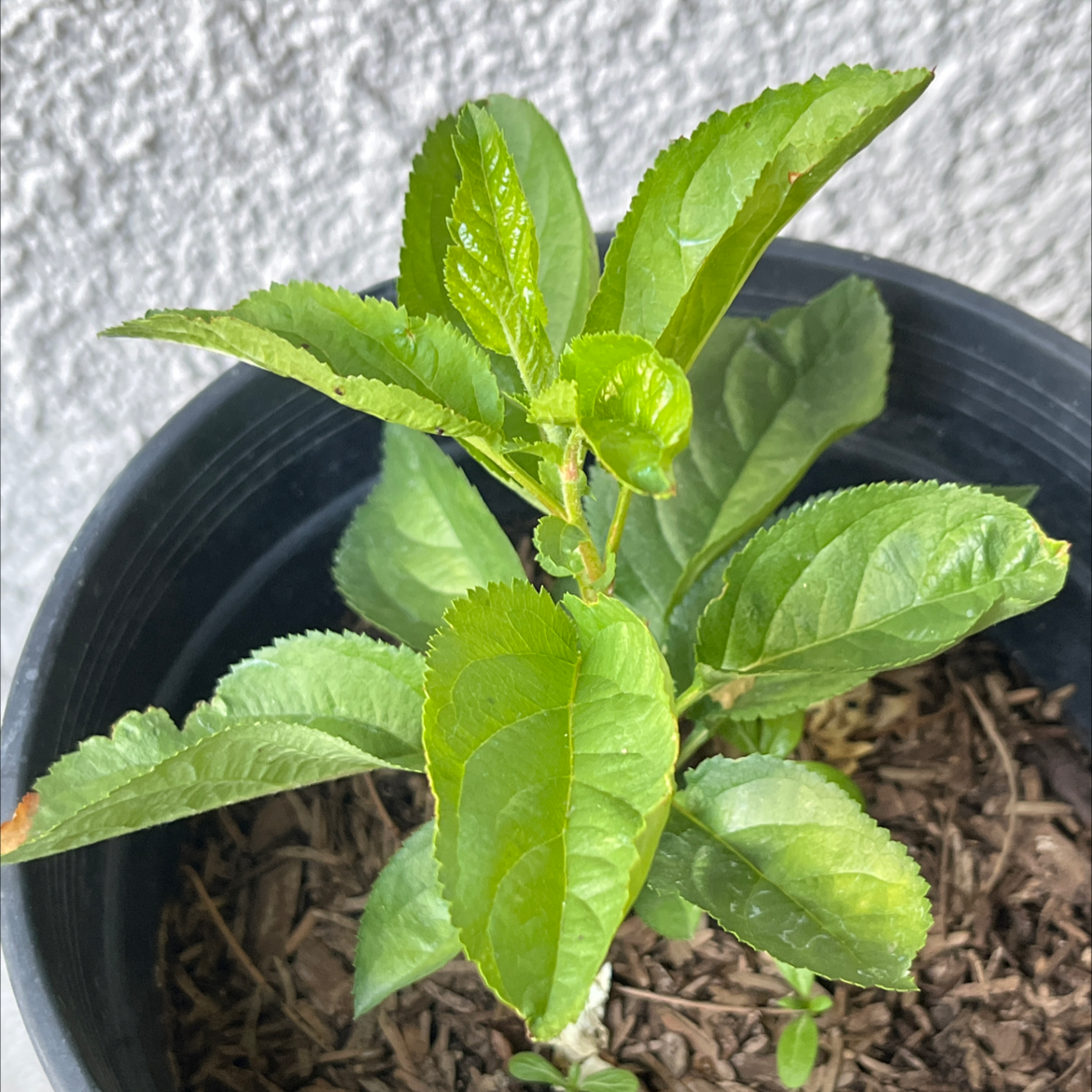 Young apple plant in a black pot with mostly healthy green leaves and slight browning at the edges.