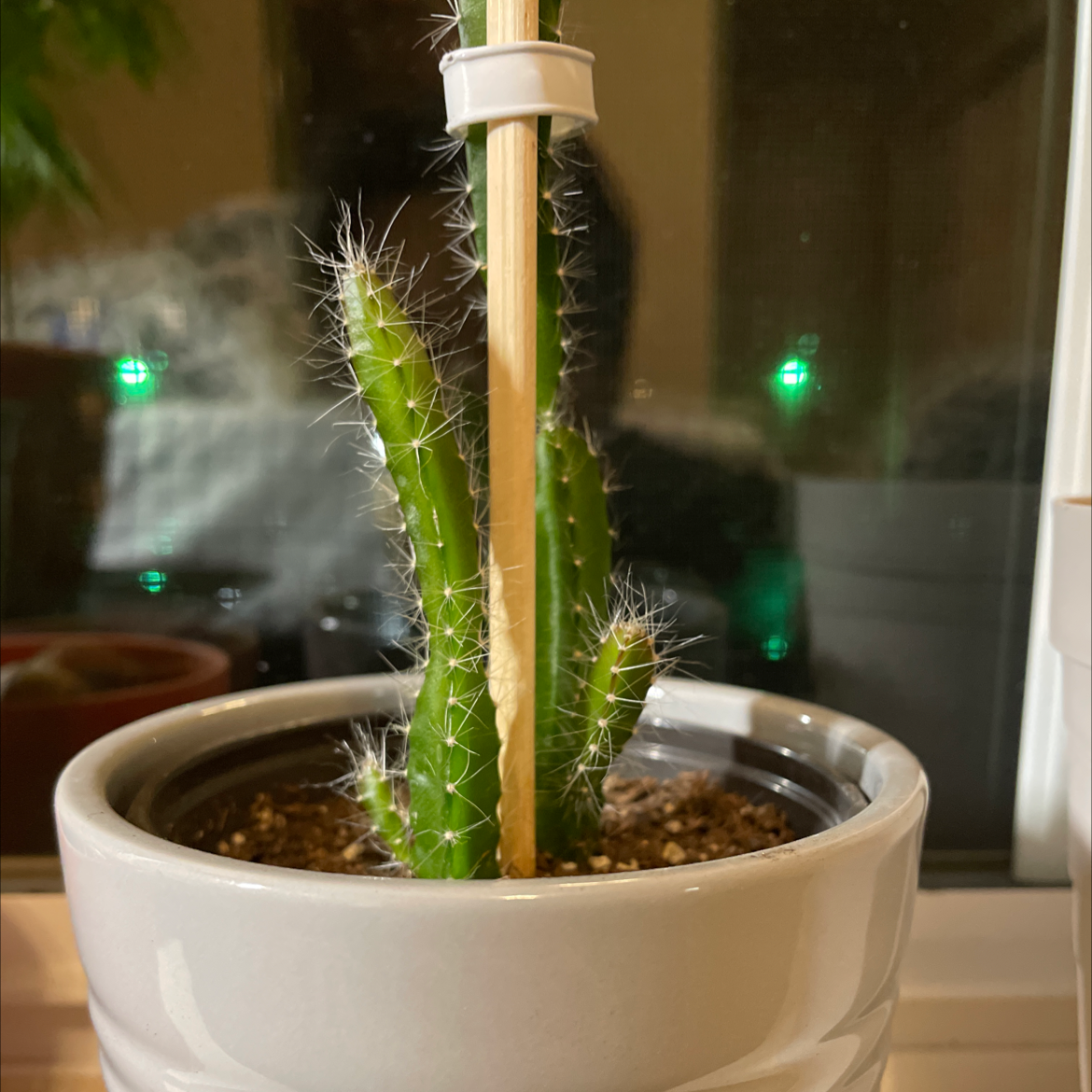 Potted Dragon Fruit plant with support stick, healthy and well-framed.