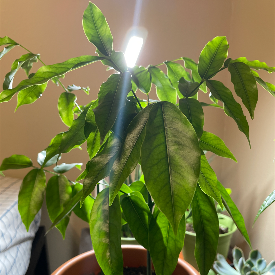 Potted Lucky Bean Tree with healthy green leaves, well-lit and well-framed.
