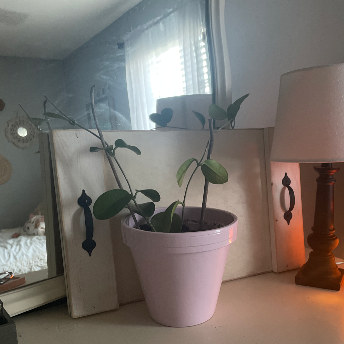 Why Are There Black Spots on My Exotic Hoya Leaves?