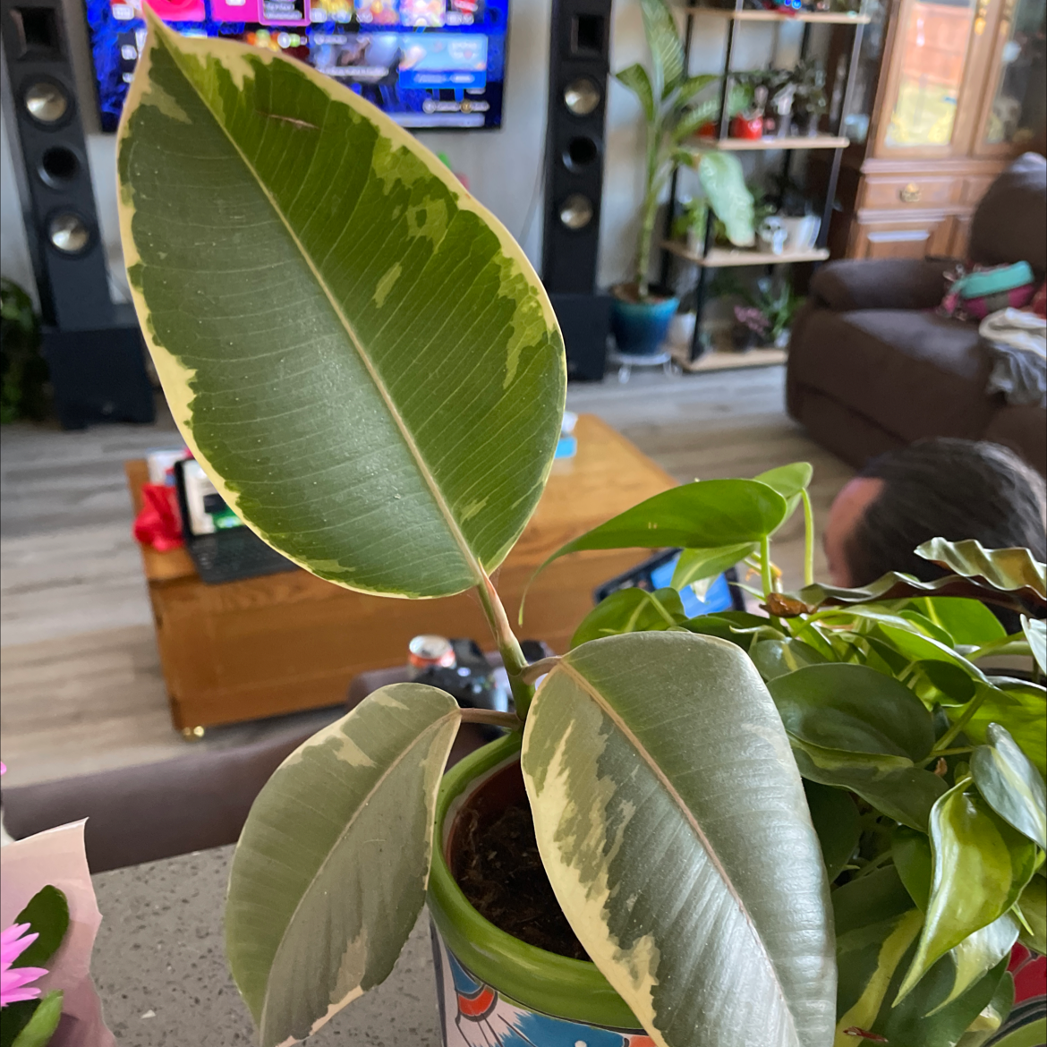 Ficus Decora plant with variegated leaves in a decorative pot indoors.