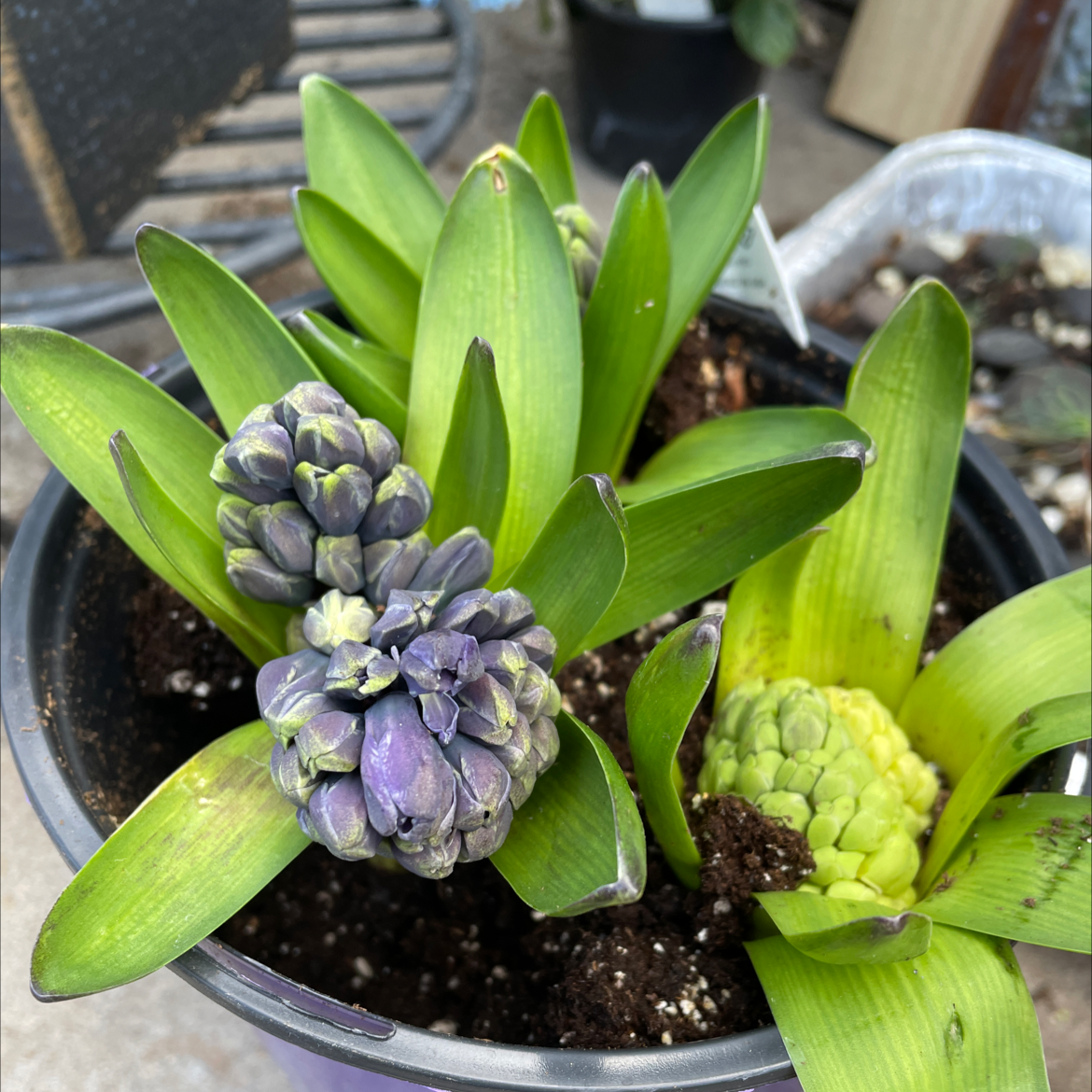 Potted Garden Hyacinth with flower buds and some yellowing leaves.