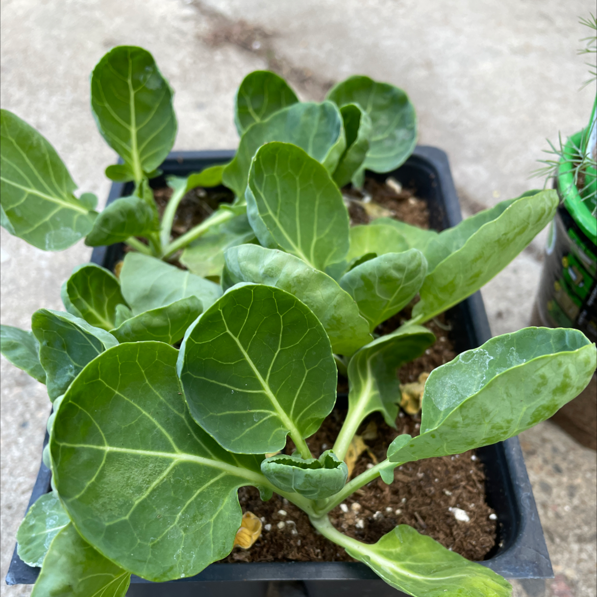Healthy wild cabbage plant with large green leaves growing in a black plastic container filled with soil.
