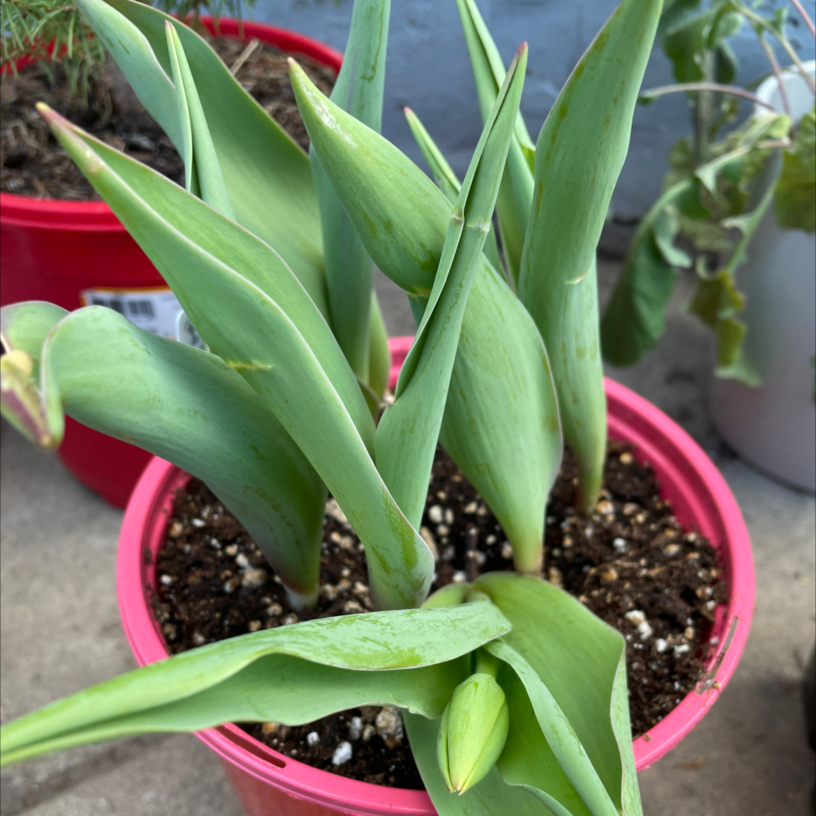 Garden Tulip plant in a red pot with green leaves and visible soil.