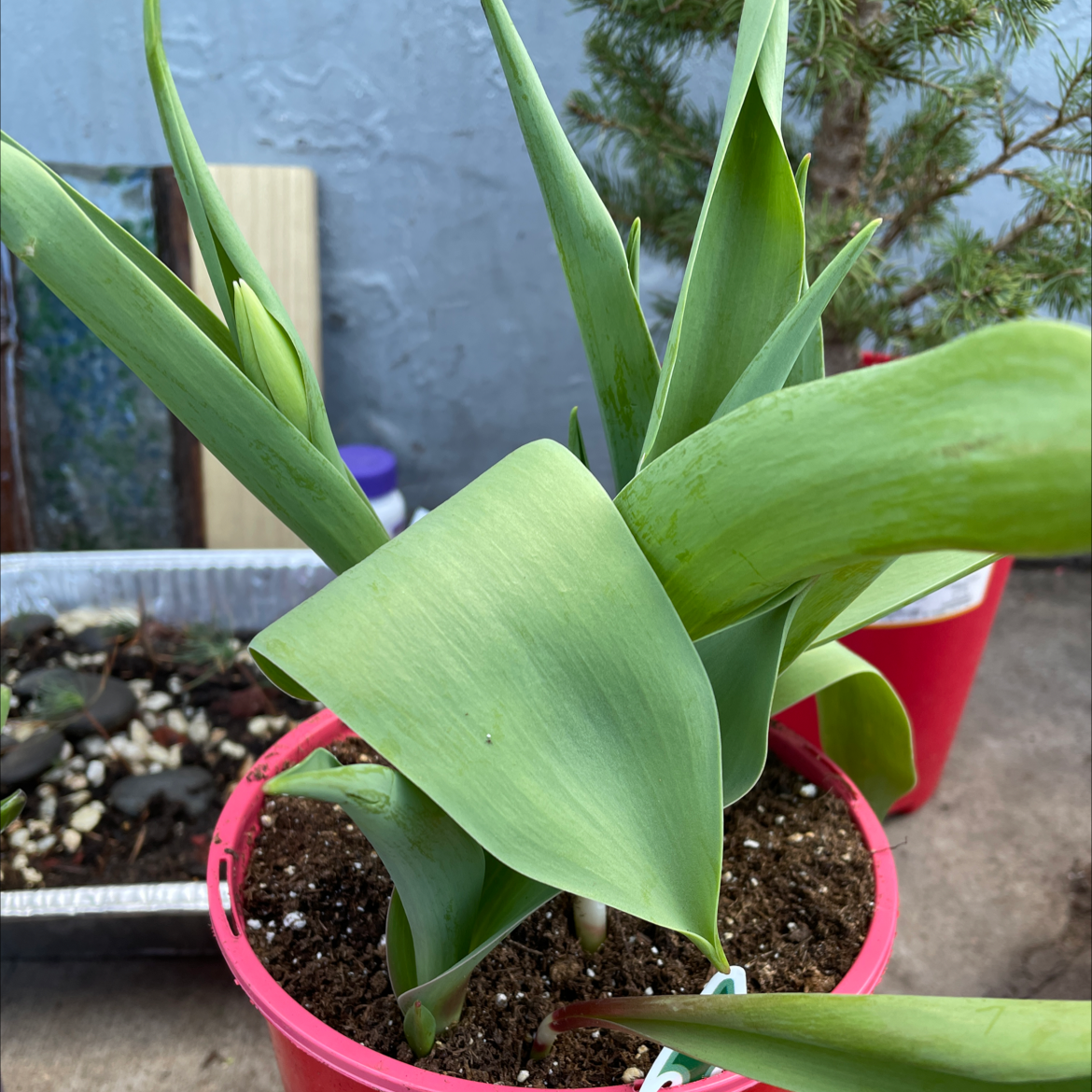 Garden Tulip plant in a red pot with green leaves and visible soil.