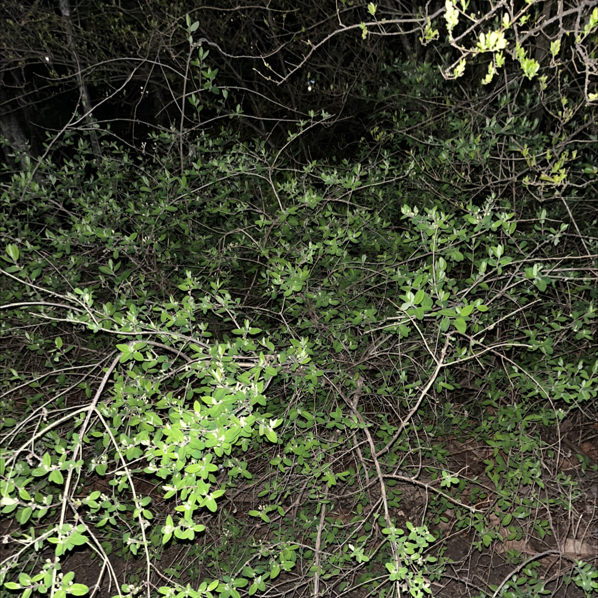 Photo of the plant species Stretchberry by @WhizbangRedvein named Your plant on Greg, the plant care app