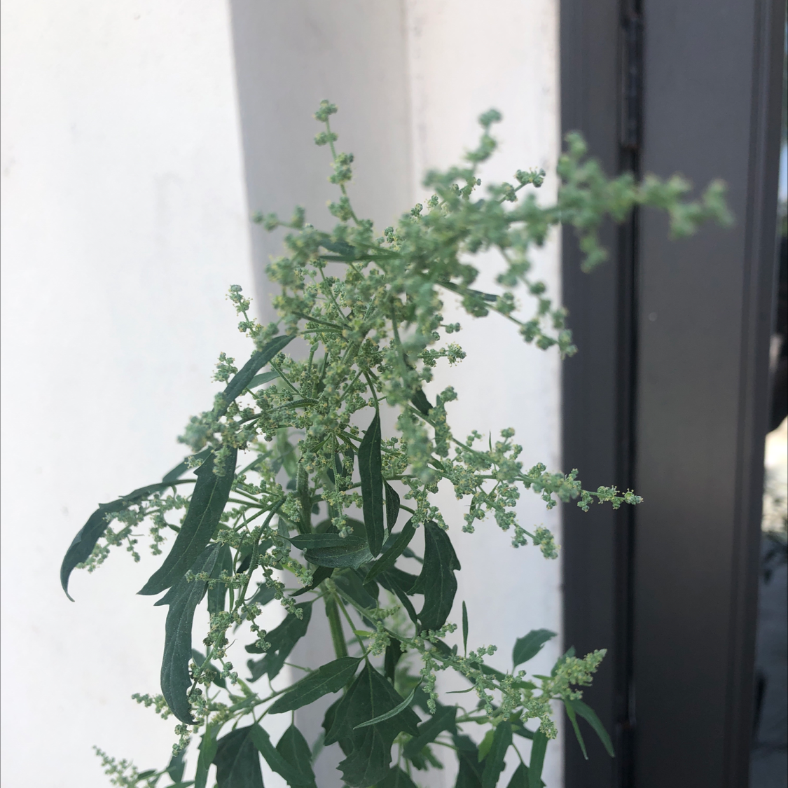 Lateflowering Goosefoot plant with small green flowers and elongated leaves.