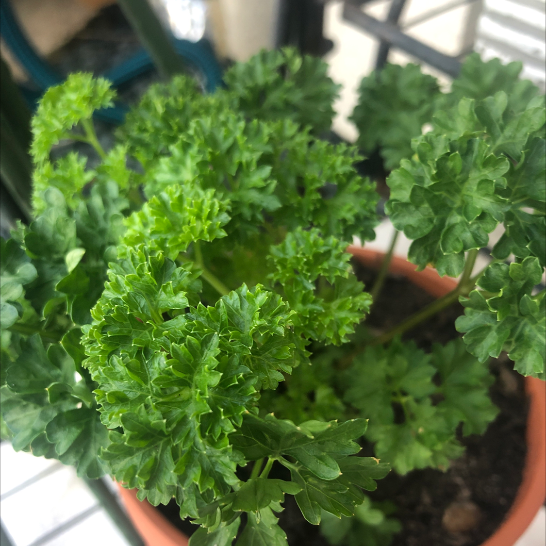 🌼 What Does It Mean When Italian Parsley Blooms?