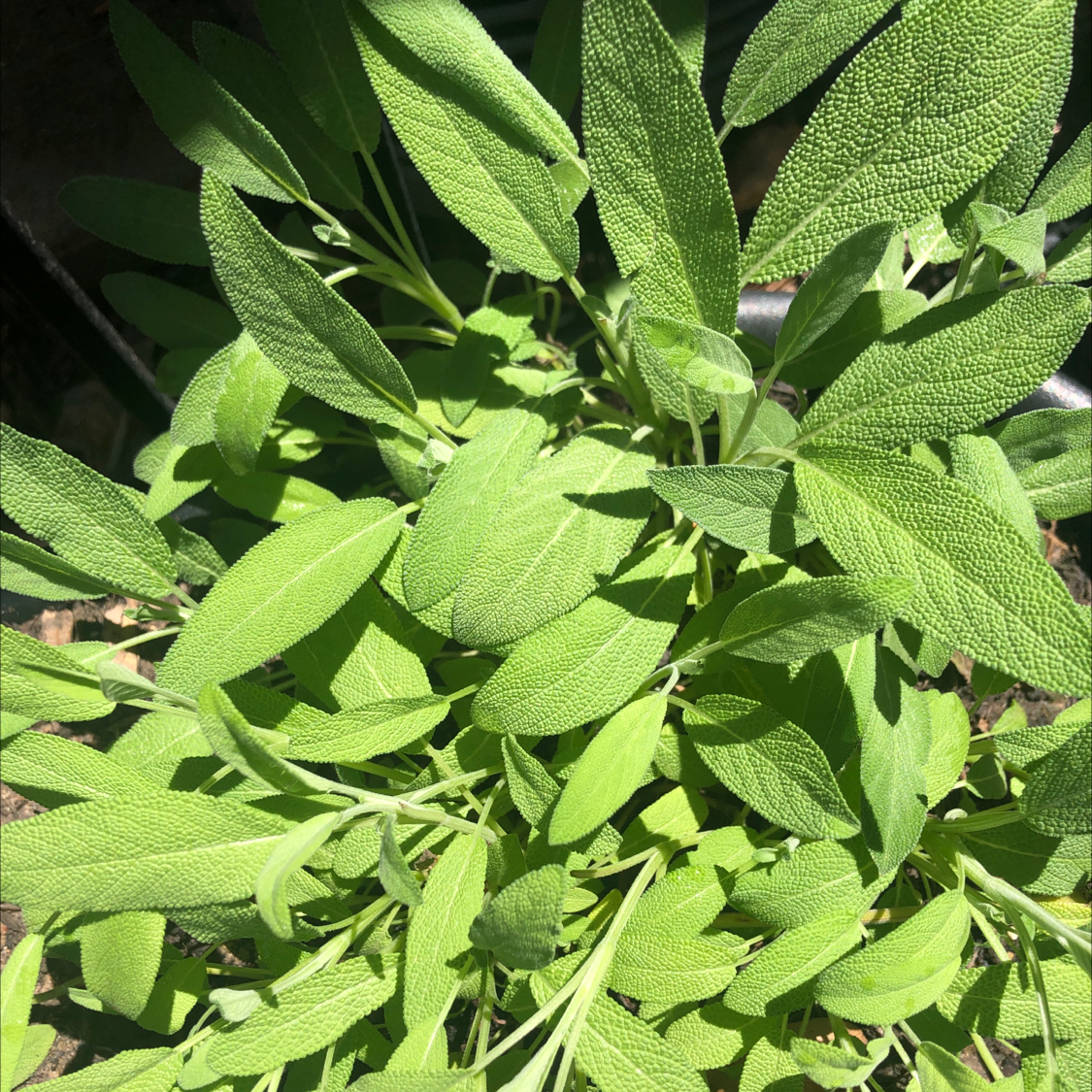 Healthy Common Sage plant with vibrant green leaves.