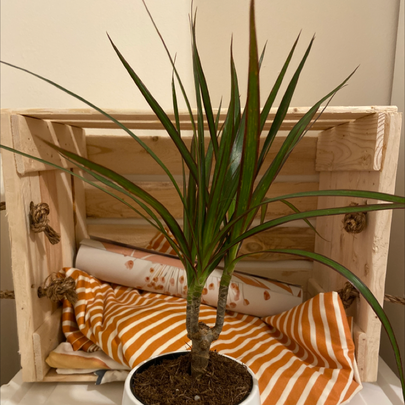 Open Weave Dragon Tree in a pot with visible soil, placed in front of a wooden crate.