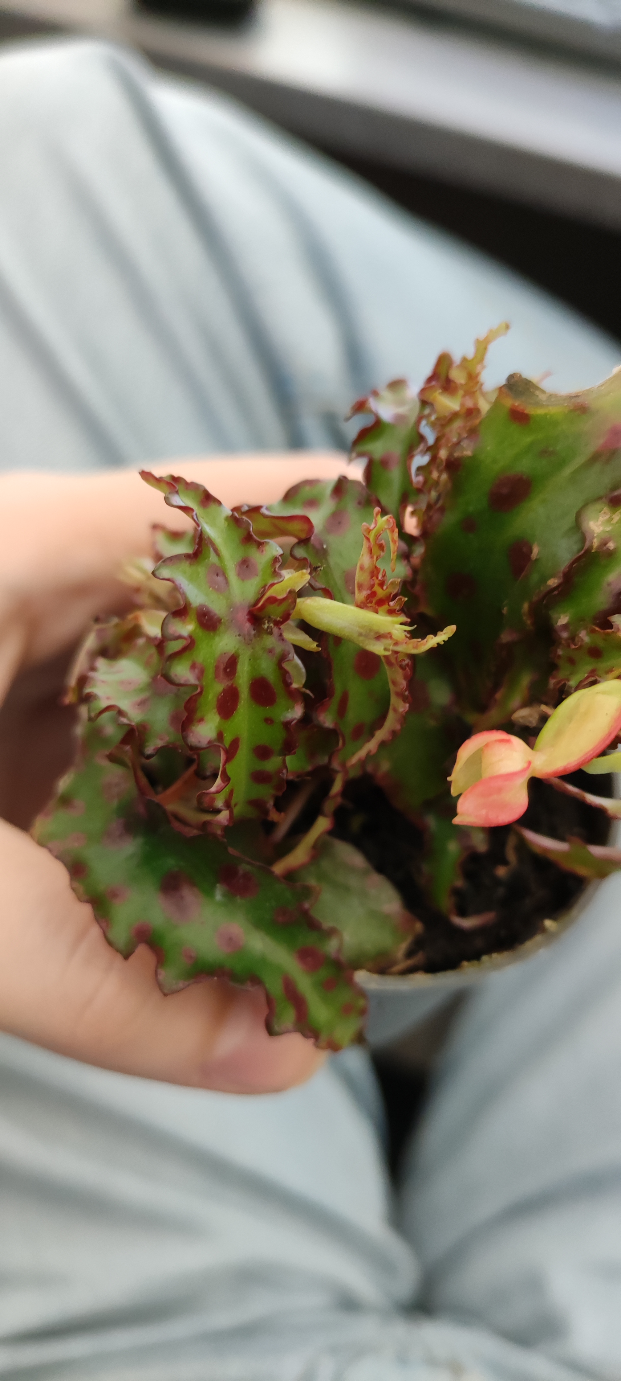 Begonia amphioxus plant with green leaves and red spots, held by a hand.