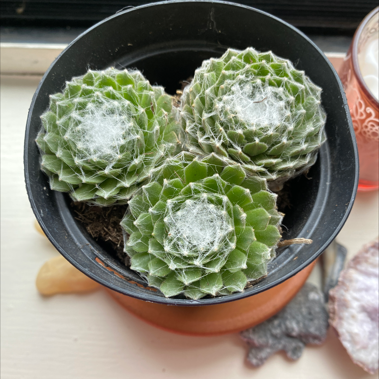 Photo of the plant species Cobweb Hens and Chicks by @PoshJuniper named Charlotte on Greg, the plant care app