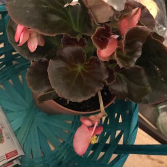 Clubed Begonia plant in Somewhere on Earth