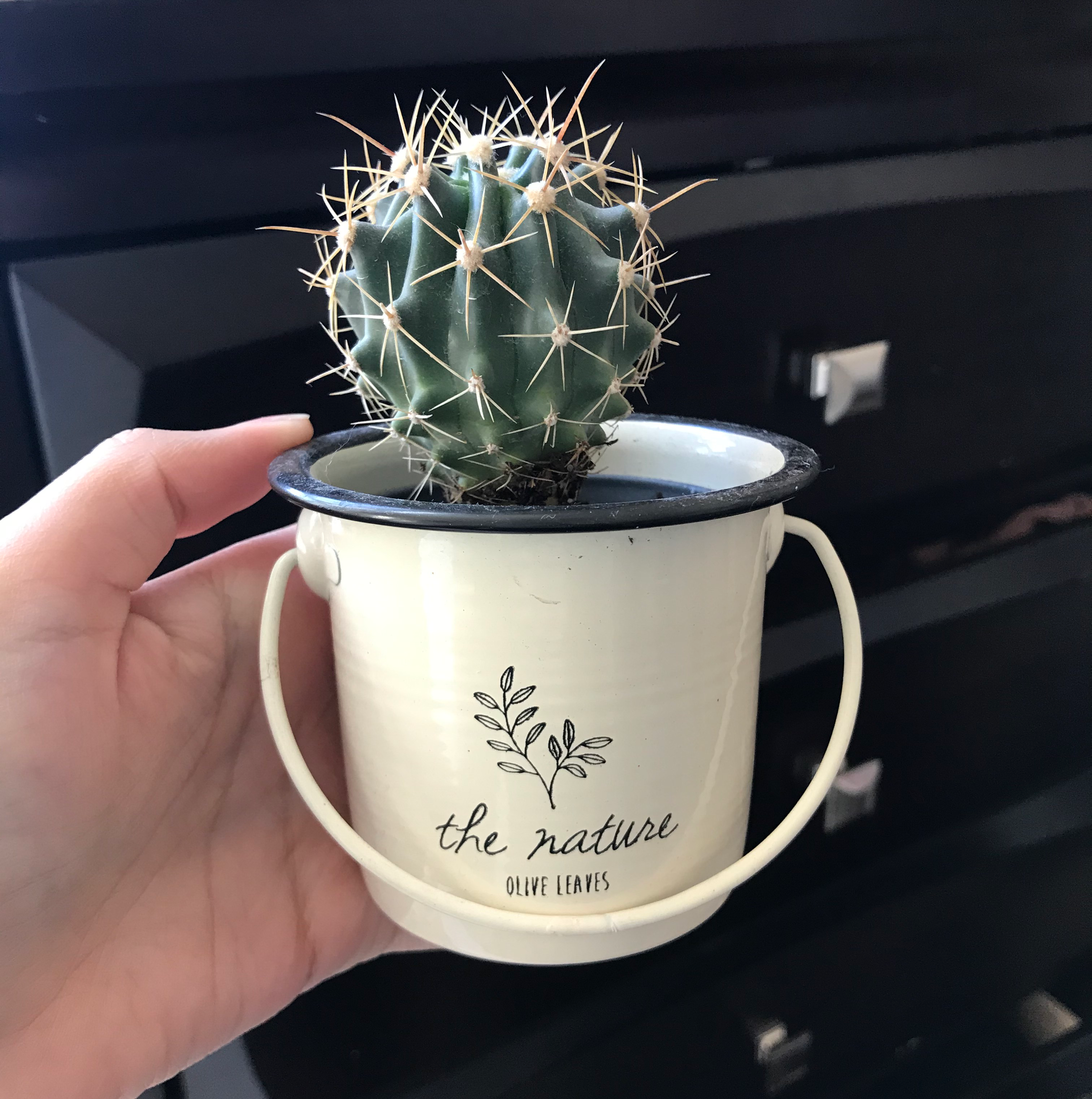 Miniature Barrel Cactus in a white pot held by a hand.
