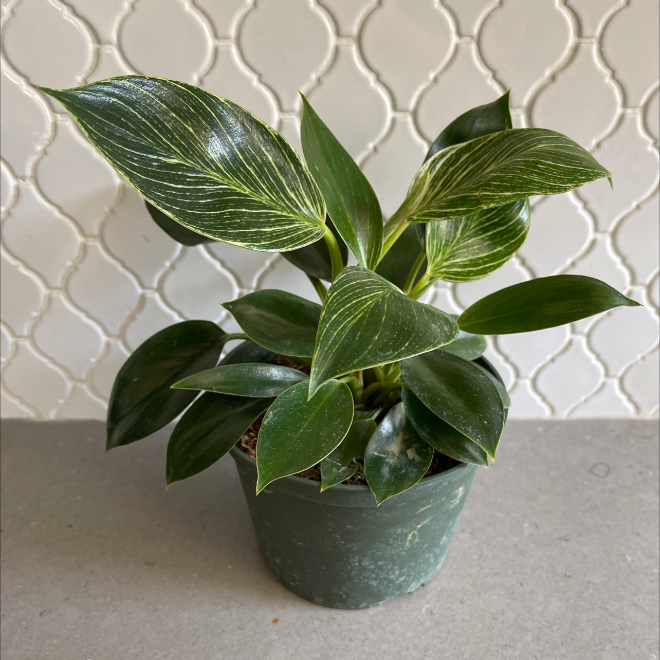 Photo of the plant species Philodendron Birkin by @snbns named Nithin on Greg, the plant care app