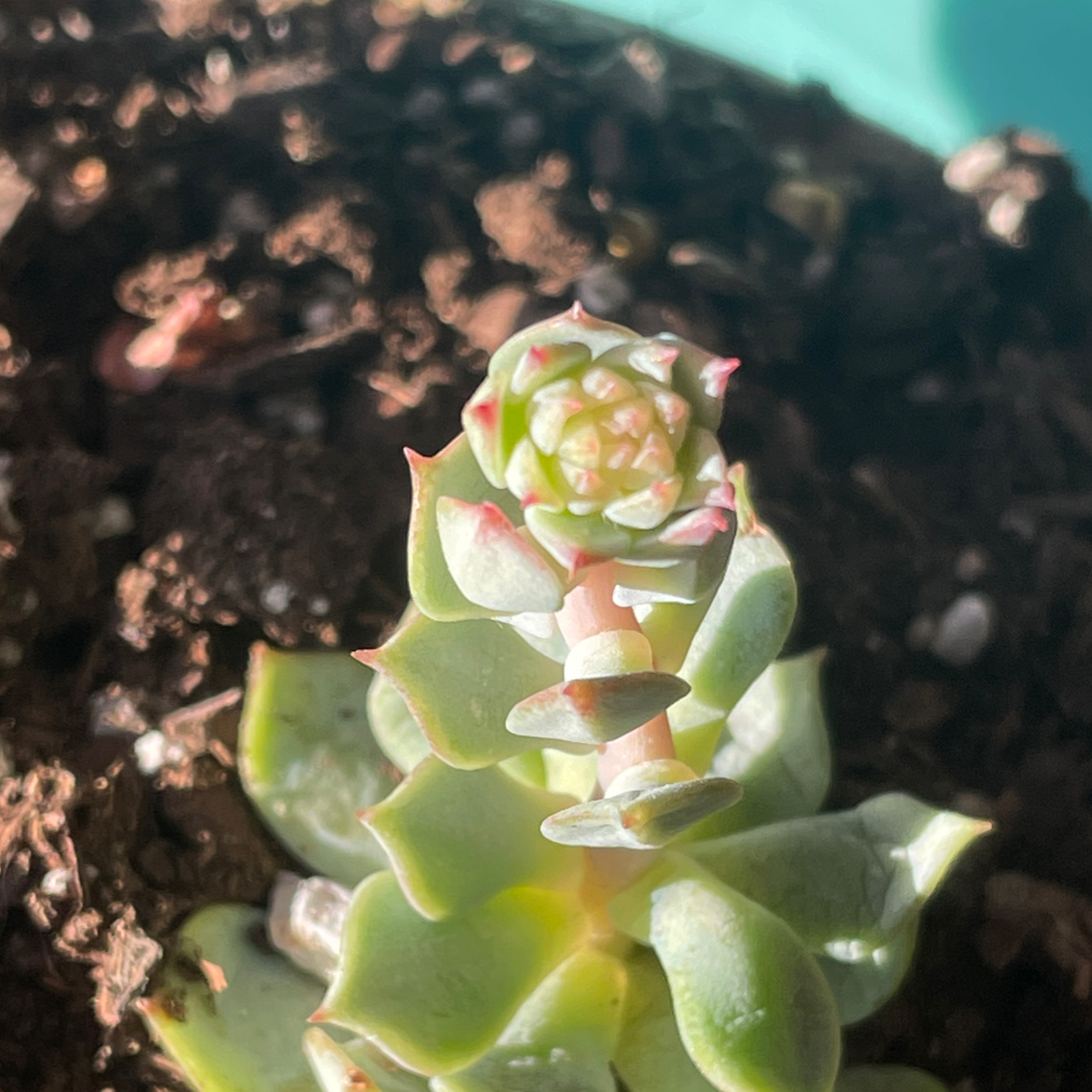 Healthy Painted Lady succulent with visible soil, well-framed and in focus.