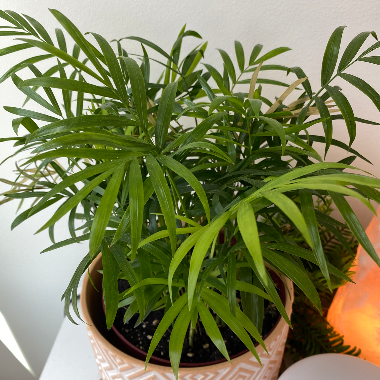 Photo of the plant species Parlour Palm by @Hayleyrogers named jungle on Greg, the plant care app