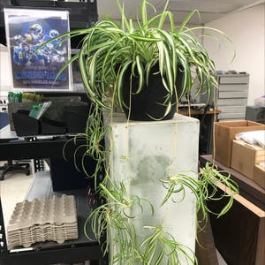 Spider Plant plant photo by @IncisiveSoybean named Spider Man I on Greg, the plant care app.