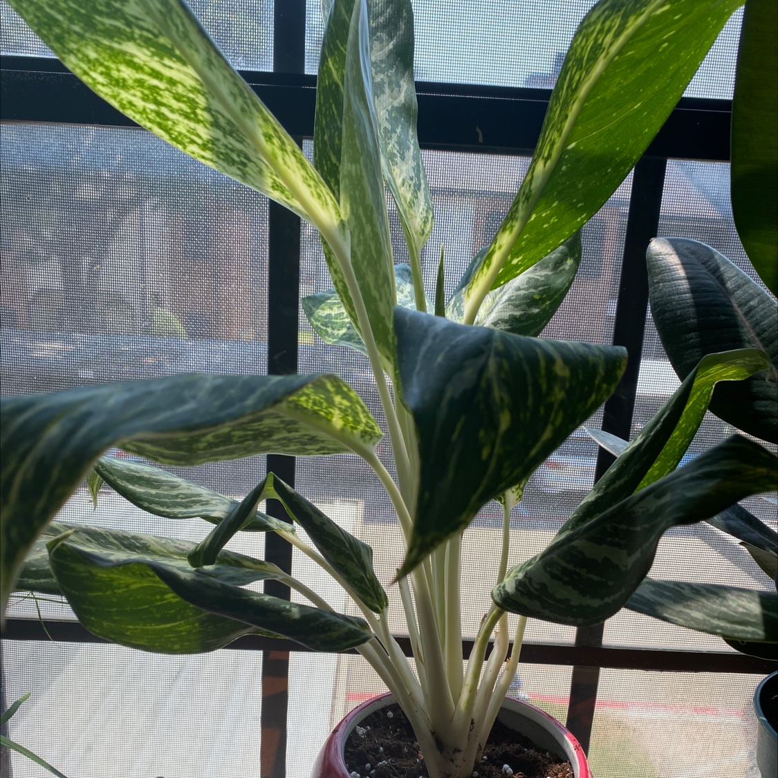 Photo of the plant species Aglaonema 'Madonna' by @Micklepickle named Beyonce on Greg, the plant care app