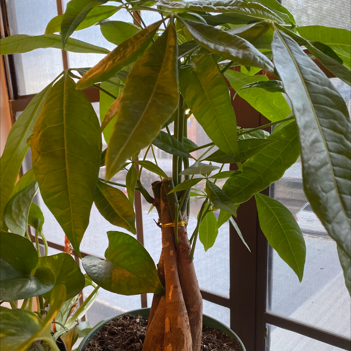 Money Tree plant photo by @Micklepickle named Biggie Smalls on Greg, the plant care app.