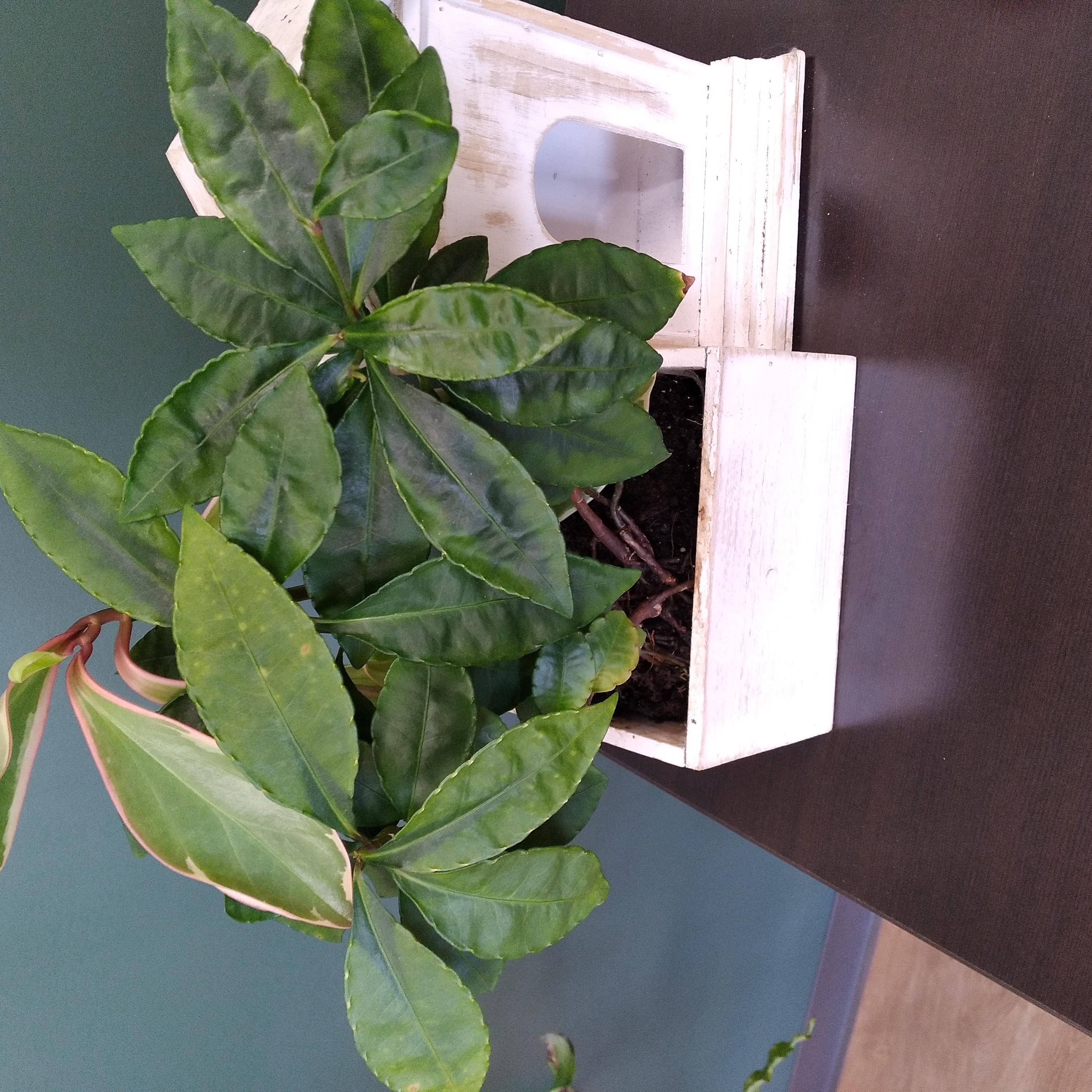 Christmas Berry plant with healthy green leaves in a white pot.
