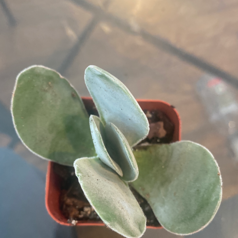Photo of the plant species Crassula cotyledonis by Eduardo named Your plant on Greg, the plant care app