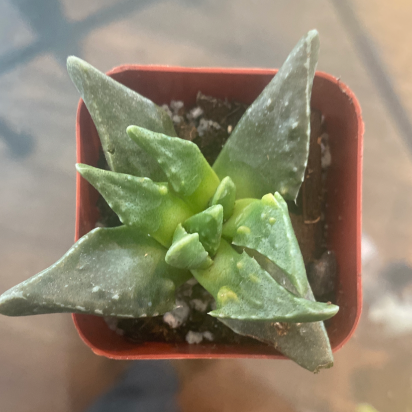 Tiger's Jaw plant in a small pot with some yellowing on the leaves.