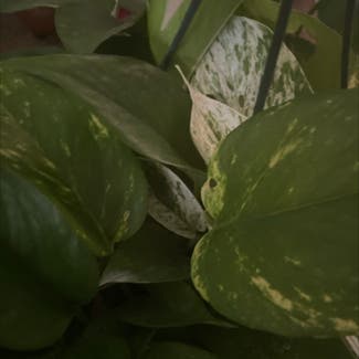 Marble Queen Pothos plant in Somewhere on Earth