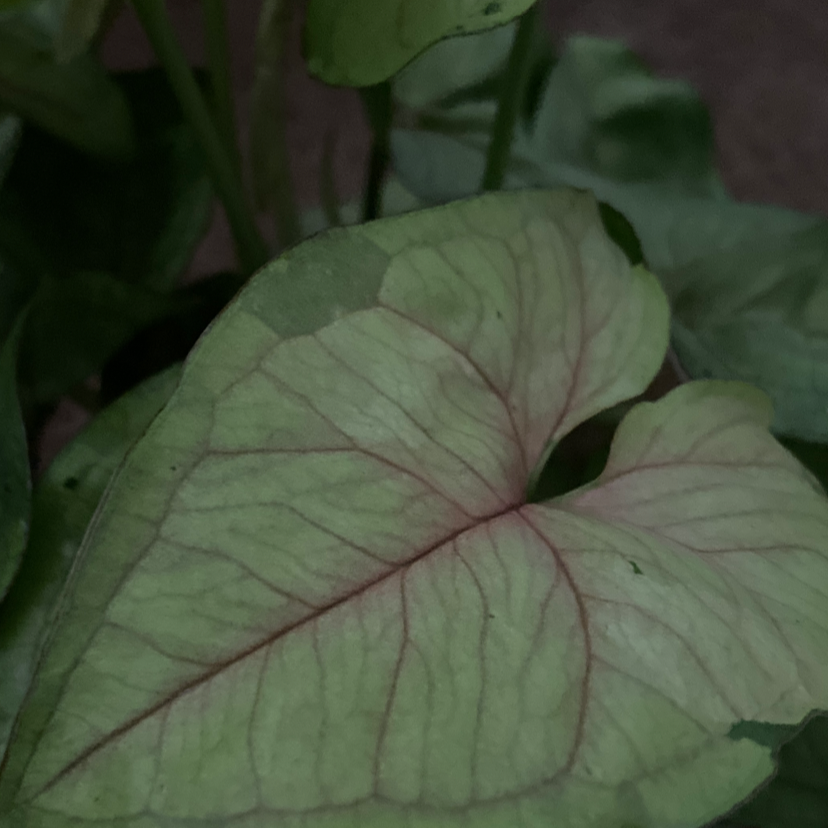 Close-up of a Pink Allusion Arrowhead Plant leaf with visible veins.