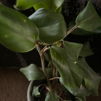 Philodendron 'Eva' plant in Somewhere on Earth