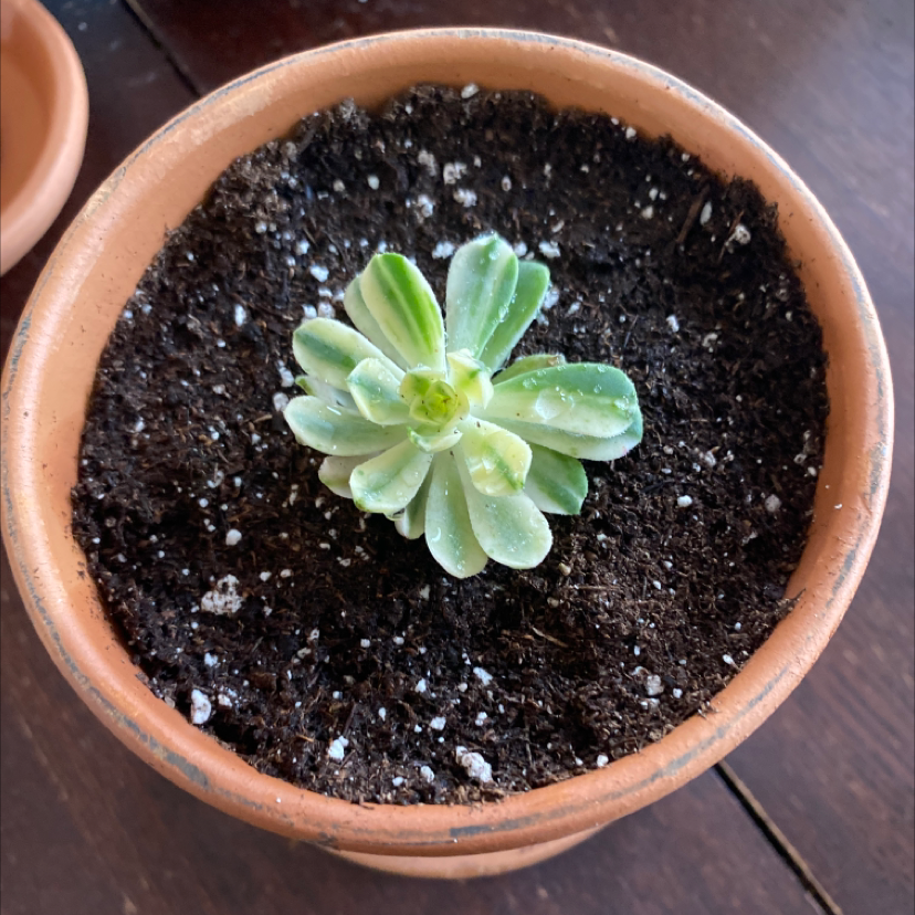 Variegated jade plant in a terracotta pot with visible soil.