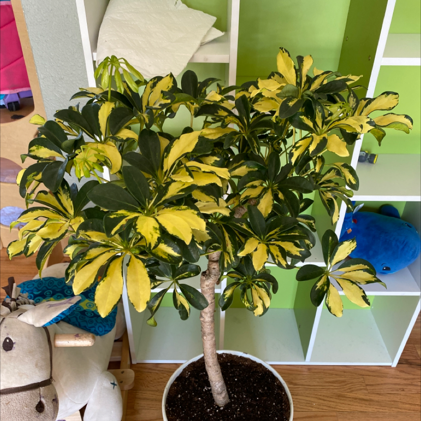 Variegated Dwarf Umbrella Tree in a pot with yellow and green leaves, indoors.