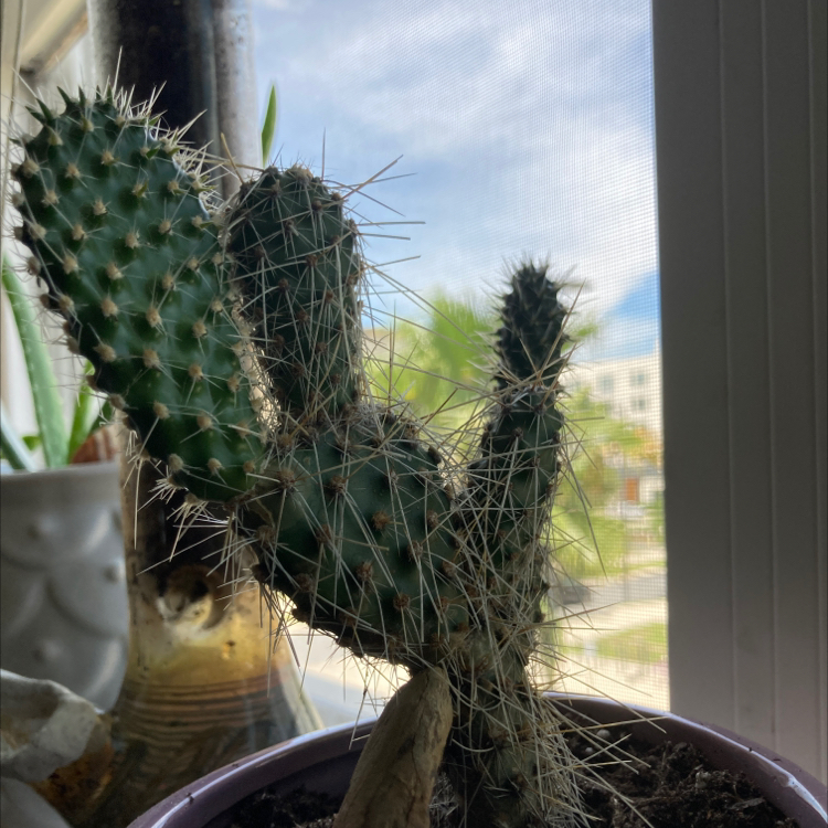 Navajo Bridge Prickly Pear cactus indoors near a window, with visible spines and soil.