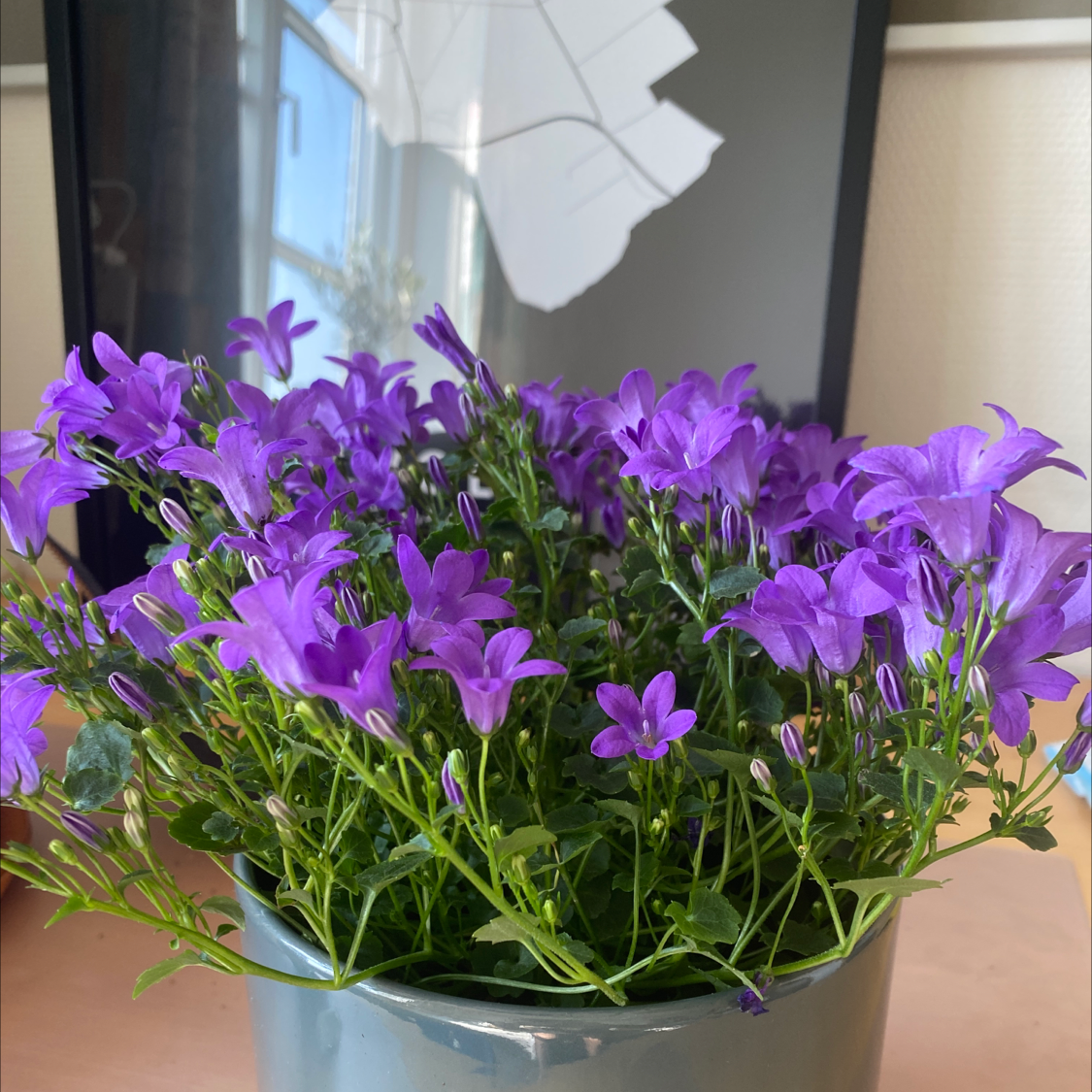 A healthy Peach-Leaf Bellflower with vibrant purple flowers in a pot.