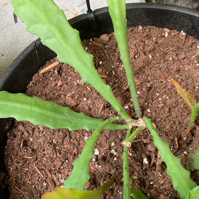Dutchman's Pipe Cactus in a pot with visible soil and healthy green leaves.