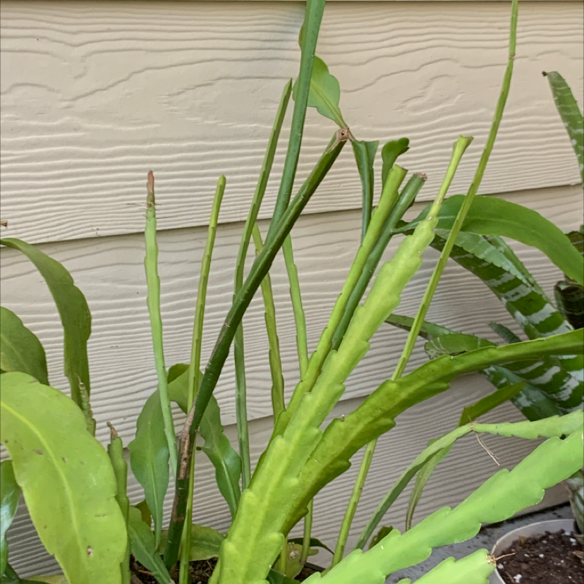 Dutchman's Pipe Cactus with elongated green stems, some showing browning, against a wooden wall.
