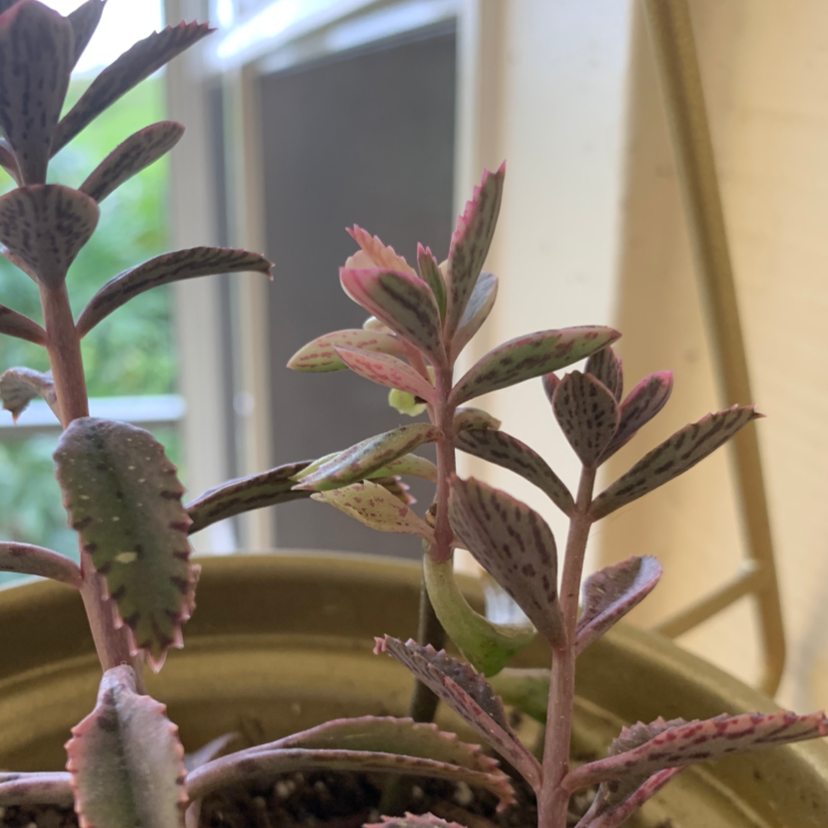 Thriving Mother of Millions plant with lush green serrated leaves and small plantlets growing along leaf margins on a windowsill.